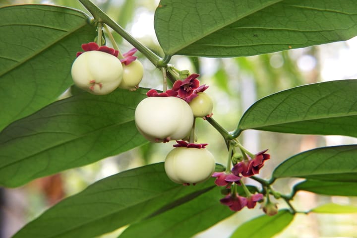 The Wonder of Chakramuni: Your Backyard Multivitamin Plant